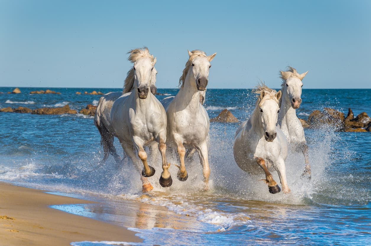 Herd of White Camargue Horses fast running