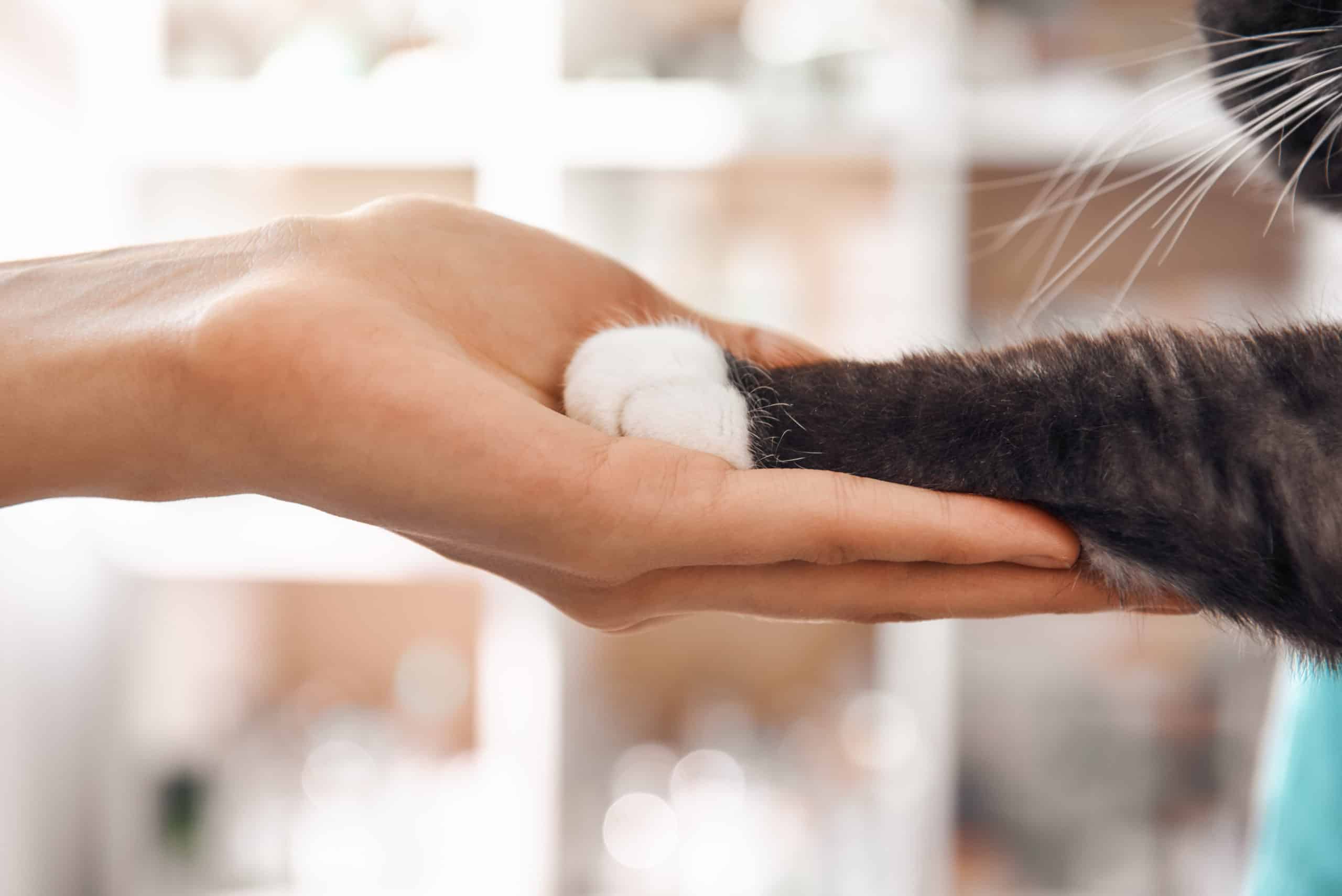 I am a friend for my patient. Close-up photo of female vet hand holding a paw of a black fluffy cat during a checkup in veterinary clinic.